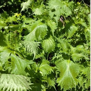 青じそ　赤じそ　種　各200粒ずつ　無農薬栽培(野菜)