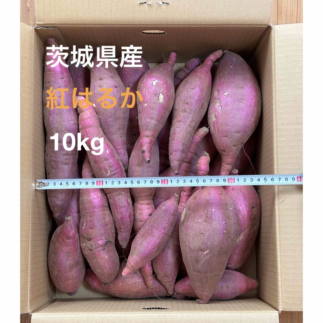 2022A/W新作送料無料 茨城県産 土付き 約13kg