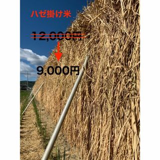 R4年収穫　コシヒカリ（玄米30kg）(米/穀物)