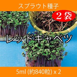 スプラウト種子 S-02 レッドキャベツ 5ml 約840粒 x 2袋(野菜)