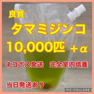 良質　タマミジンコ　10,000匹＋α 完全室内培養　冬越し前の幼魚、稚魚に(アクアリウム)