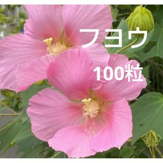 フヨウ フヨウの種 ピンク 大きな花 春まき 秋まき 芙蓉 花の種 初心者向け(その他)