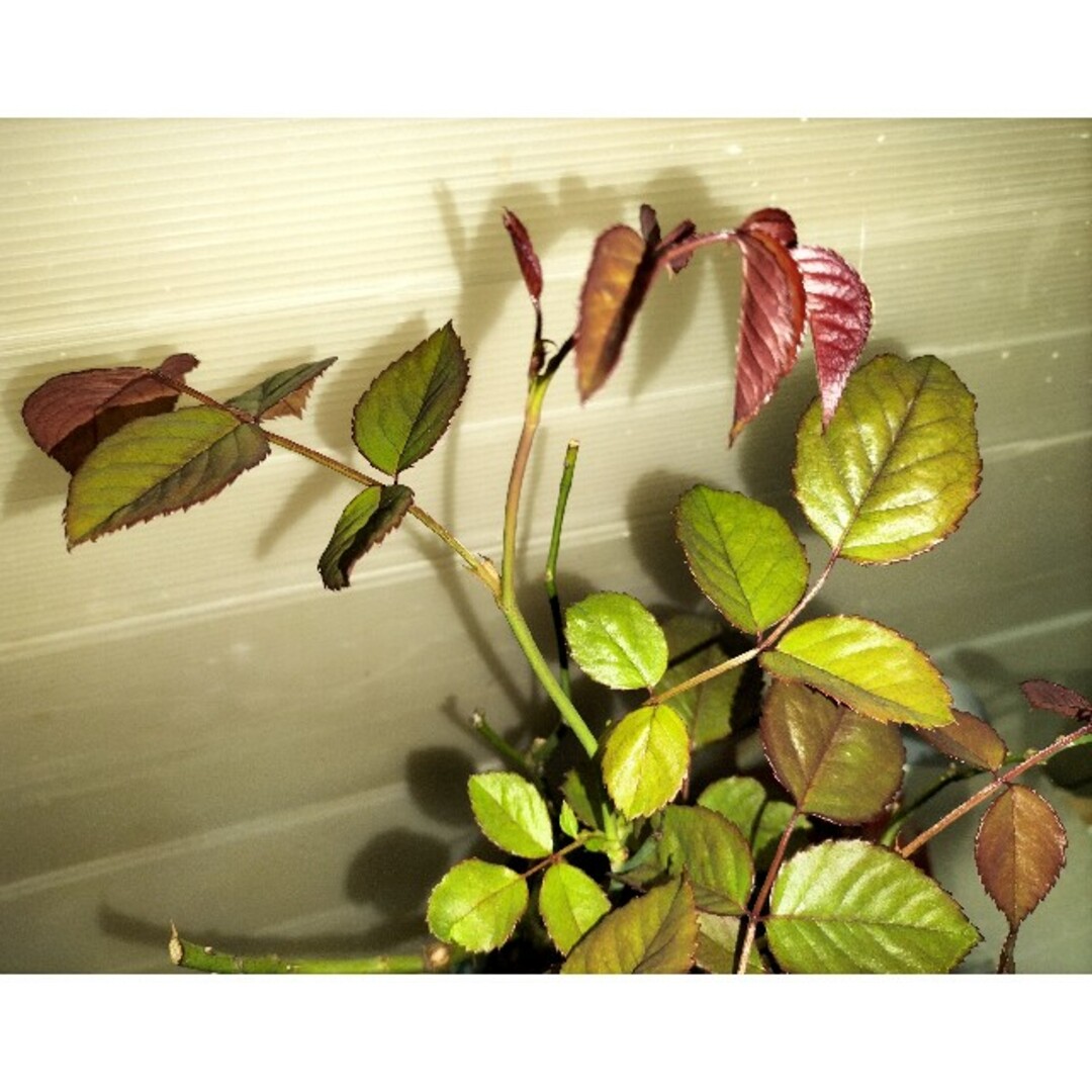🌼人気切り花種バラ苗🌼ブルーミル○ィーユ🌼ロゼット咲き🌼3年苗♪🌼 ハンドメイドのフラワー/ガーデン(その他)の商品写真