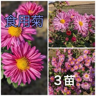 花苗　菊苗　食用菊　根付き苗　３苗　ピンクの可愛い花は観賞用にも最適！(プランター)