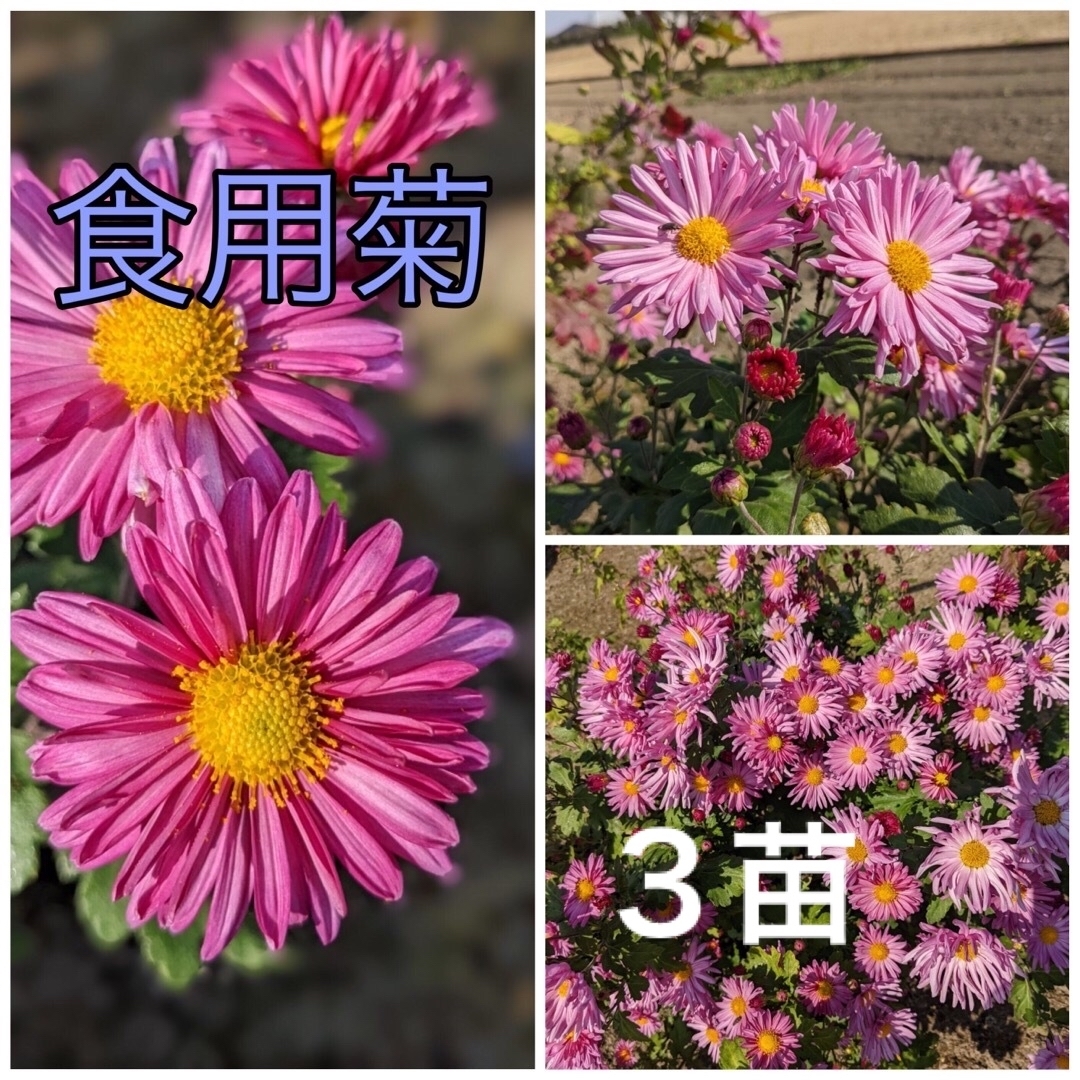 花苗　菊苗　食用菊　３苗　ピンクの可愛い花は観賞用にも最適！ ハンドメイドのフラワー/ガーデン(プランター)の商品写真