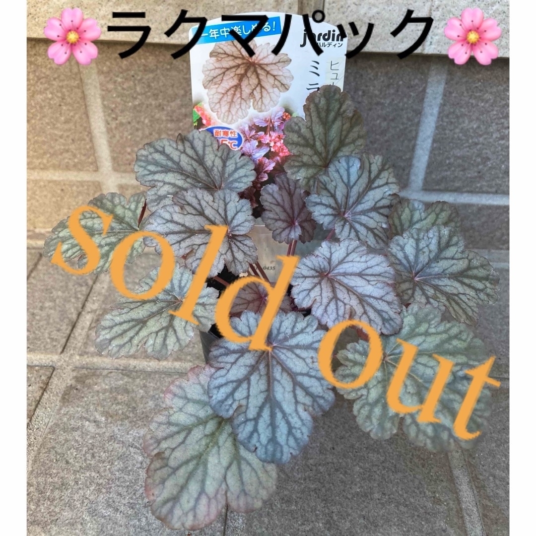 その他????sold  out????《ヒューケラ苗　ミラノ　シルバーリーフ》⭐︎ラクマパック