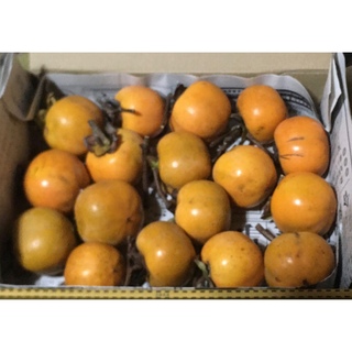 無農薬　干し柿用渋柿（枝付き）1kg   送料込み(フルーツ)