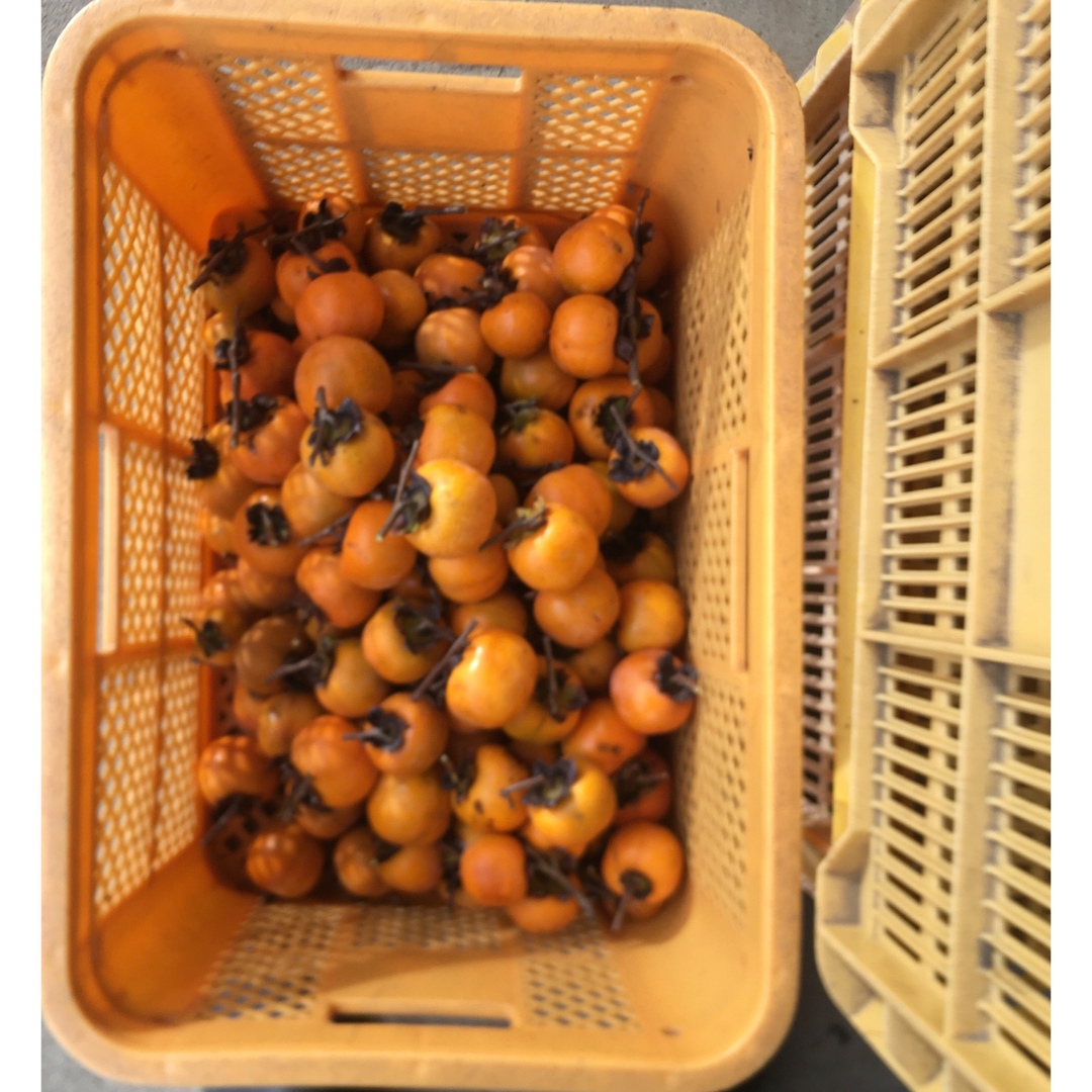 無農薬　干し柿用渋柿（枝無し）1kg   送料込み 食品/飲料/酒の食品(フルーツ)の商品写真