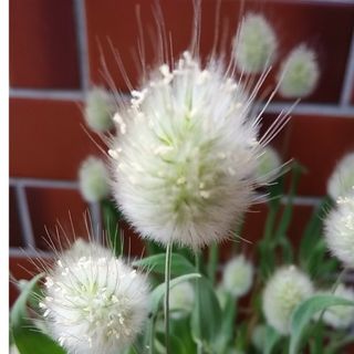 花の種ラグラスバニーテール200粒以上　エキナセアの種50粒以上(その他)