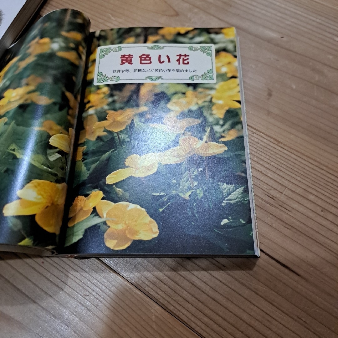 花の道ばたの草花図鑑 1(春-夏編) エンタメ/ホビーの本(趣味/スポーツ/実用)の商品写真