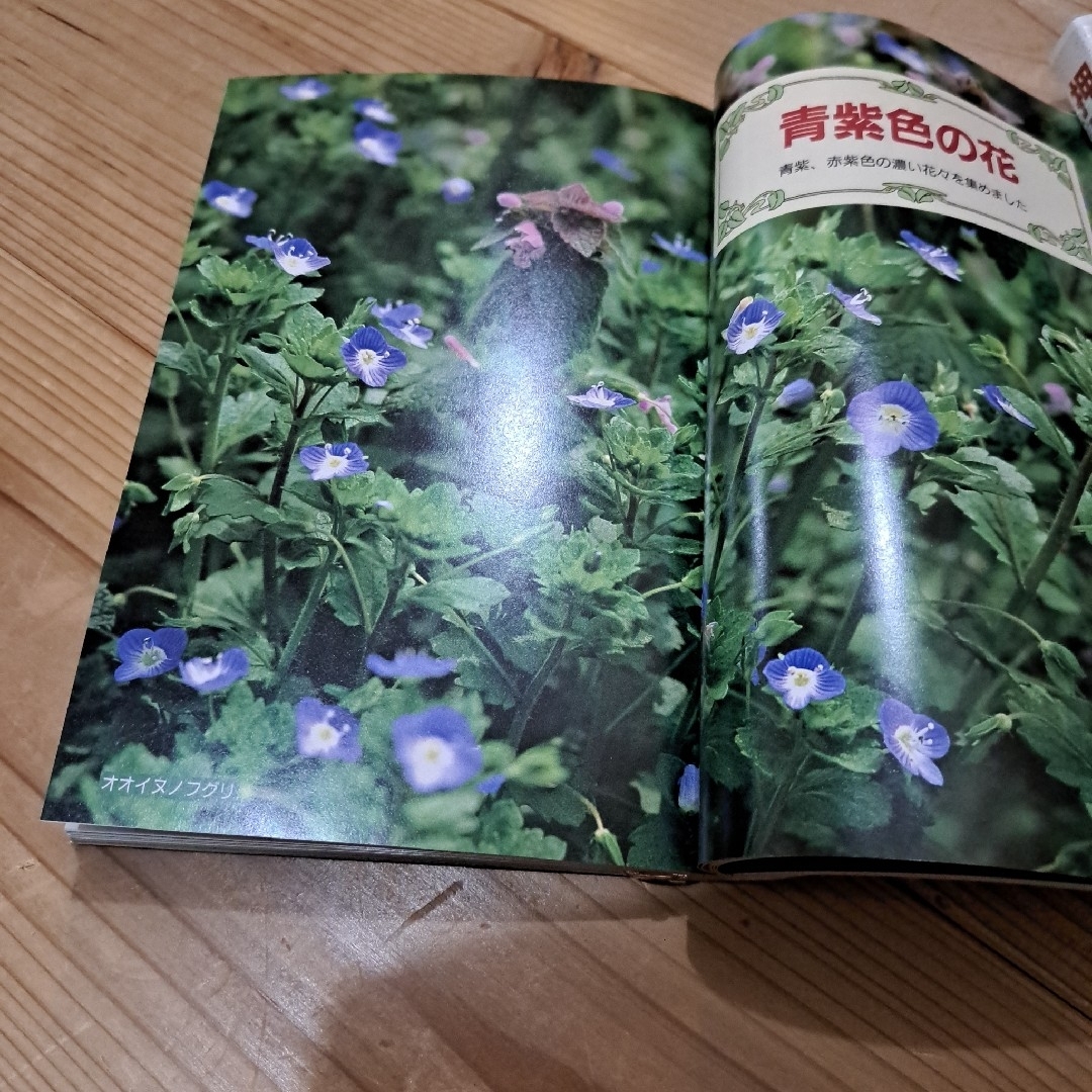 花の道ばたの草花図鑑 1(春-夏編) エンタメ/ホビーの本(趣味/スポーツ/実用)の商品写真