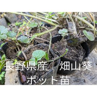 長野県産　畑わさびポット入り苗　6ポット本わさび(プランター)