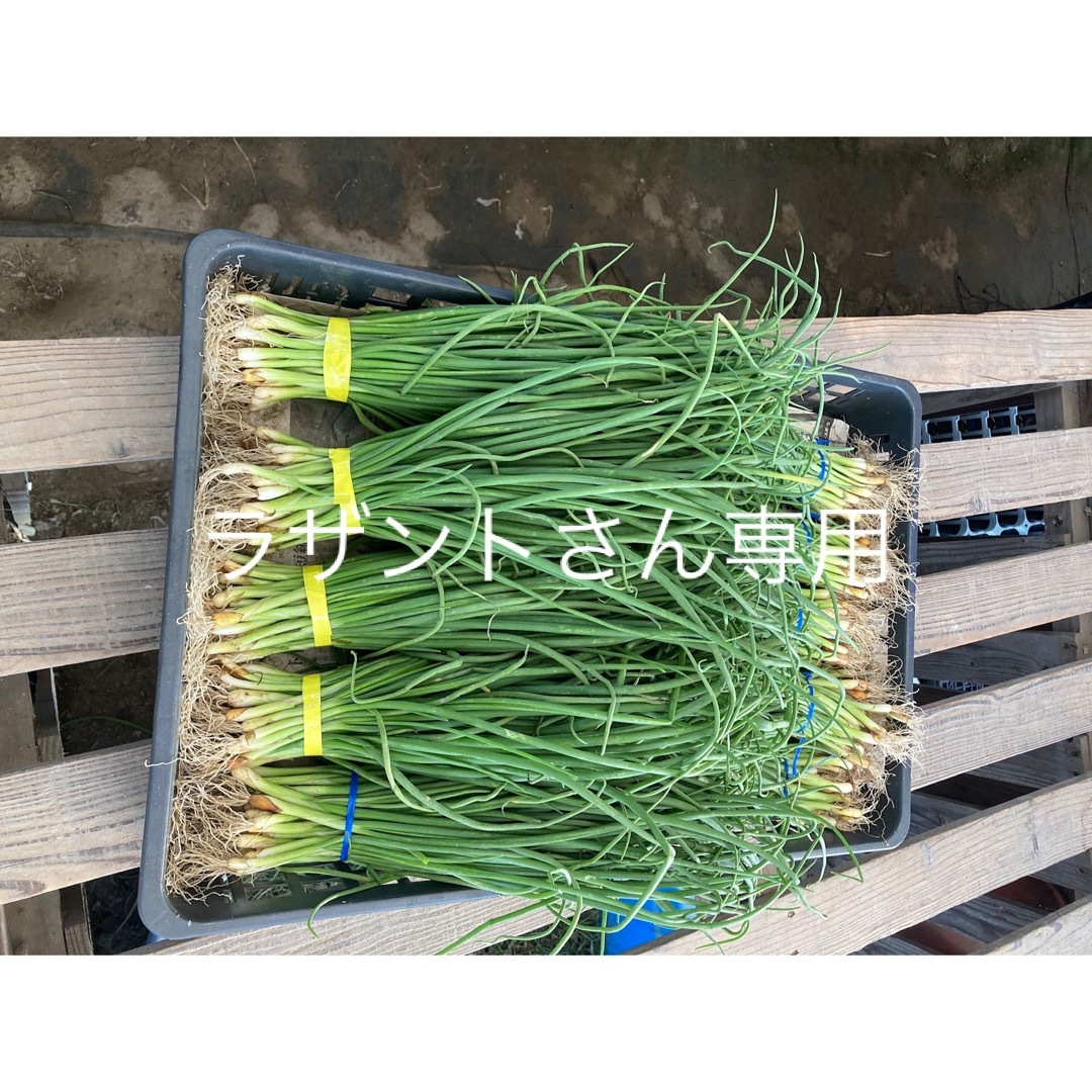 ラザントさん専用　玉ねぎ苗 食品/飲料/酒の食品(野菜)の商品写真