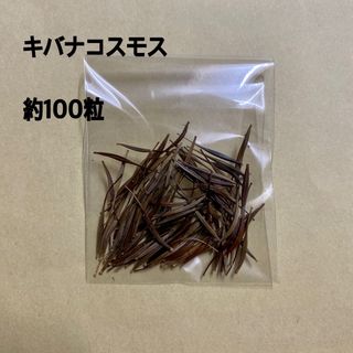 キバナコスモス　種　約100粒　花色　オレンジ　種子(その他)