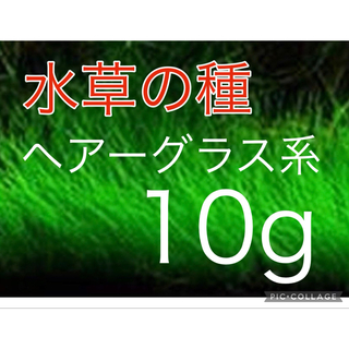 種から育てる水草　水草の種【ショートヘアーグラス系】10g(アクアリウム)
