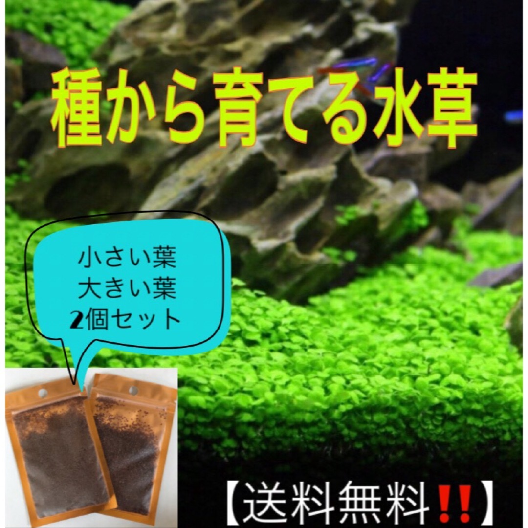 種から育てる水草　水草の種【小さい葉と大きい葉】各5gセット その他のペット用品(アクアリウム)の商品写真