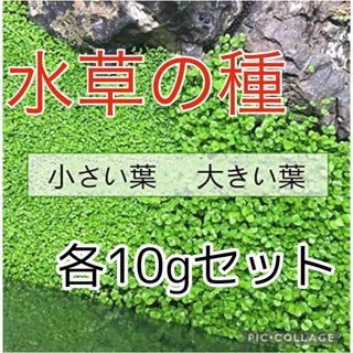 種から育てる水草　水草の種【小さい葉と大きい葉】各10gセット(アクアリウム)