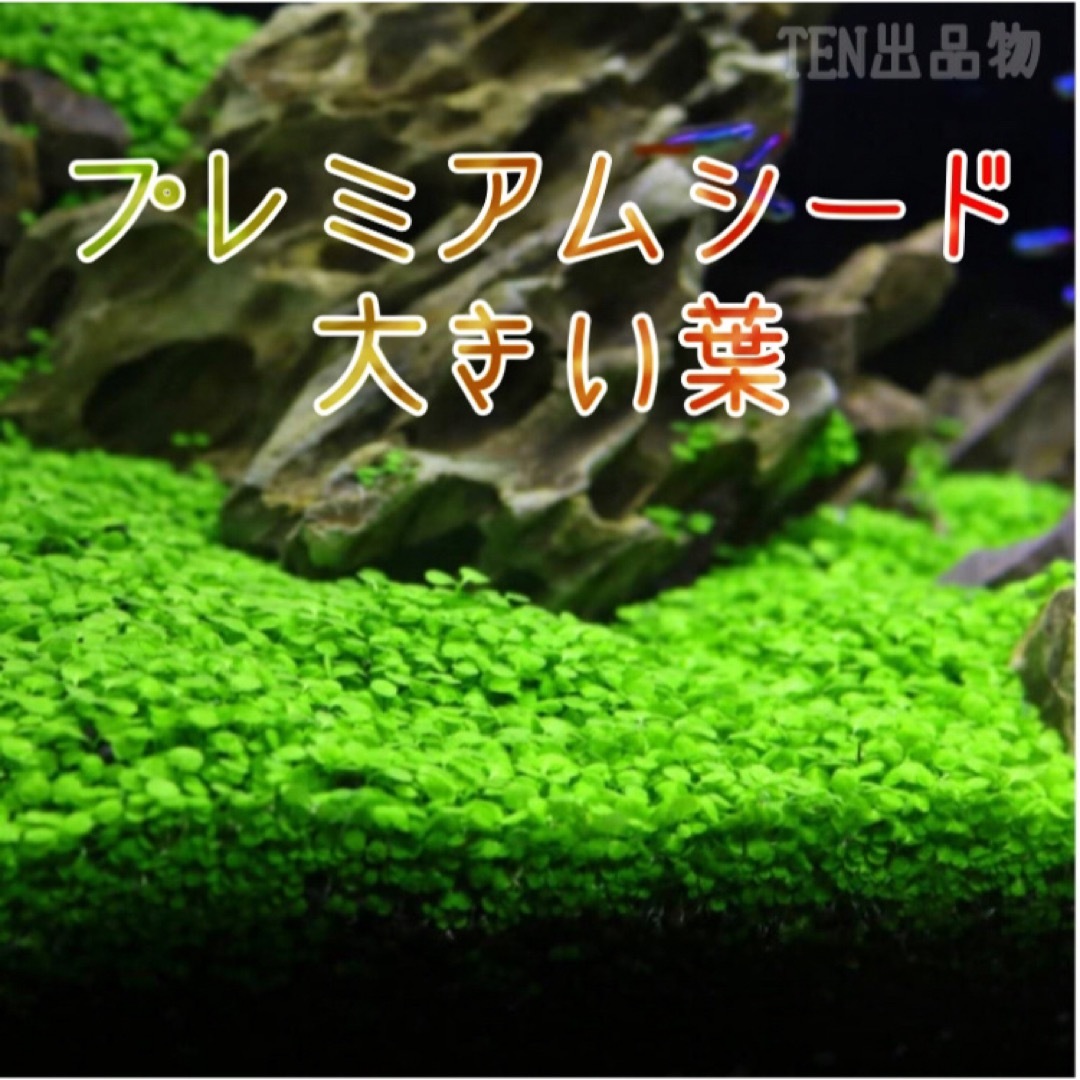 種から育てる水草　アクアリウム水草の種【大きい葉】5g その他のペット用品(アクアリウム)の商品写真