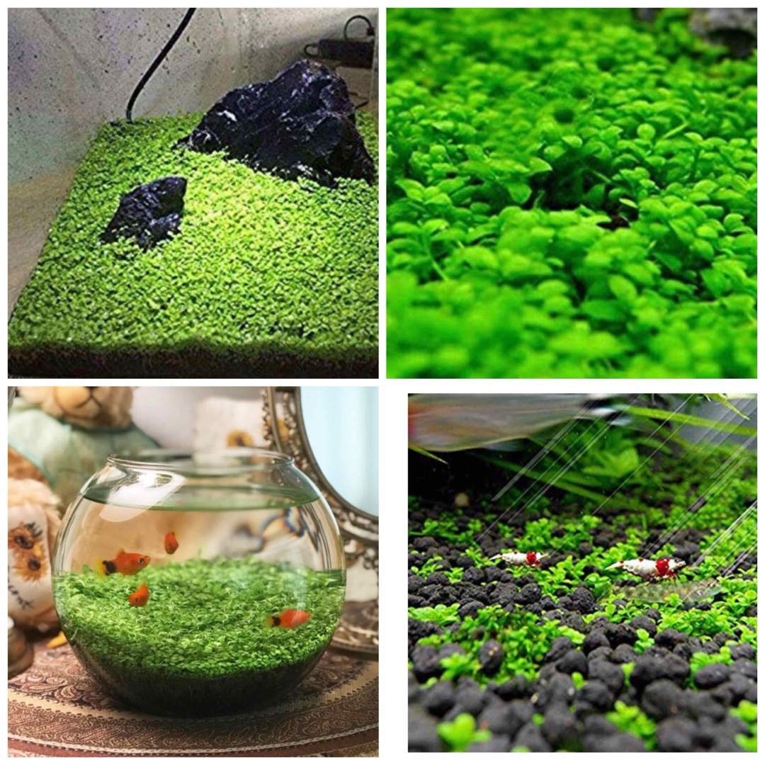 種から育てる水草　水草の種　60㎝水槽用 その他のペット用品(アクアリウム)の商品写真