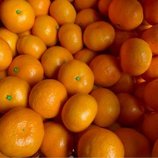 愛媛県産　早生みかん　箱込み約5Kg 柑橘　ミカン(フルーツ)