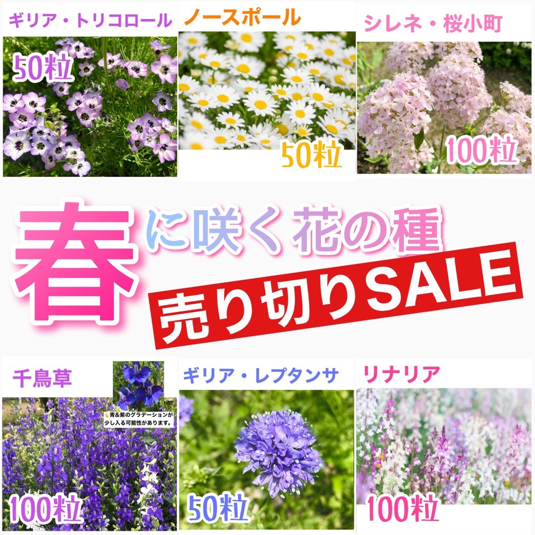 春に咲く秋蒔きの花の種  売り切りSALE⑮ ハンドメイドのフラワー/ガーデン(その他)の商品写真