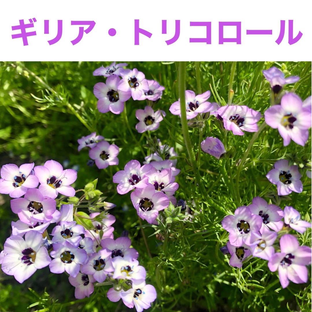 春に咲く秋蒔きの花の種  売り切りSALE⑮ ハンドメイドのフラワー/ガーデン(その他)の商品写真