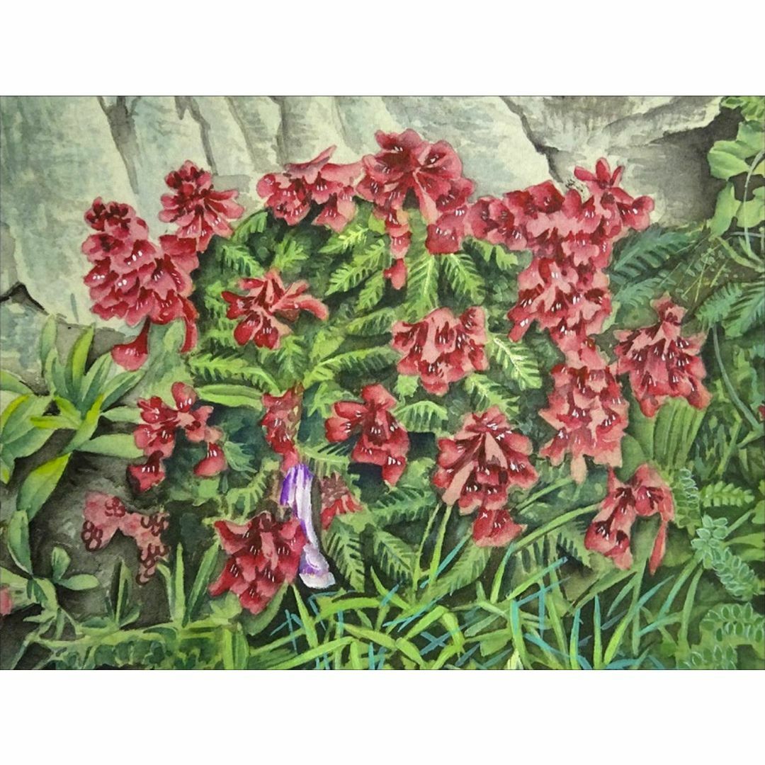 掛軸 若舟『山草図 タカネシオガマ』日本画手描き表装 絹本 箱付 a062811