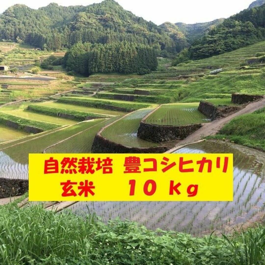【新米】自然栽培「豊コシヒカリ」玄米　１０ｋｇ玄米内容量