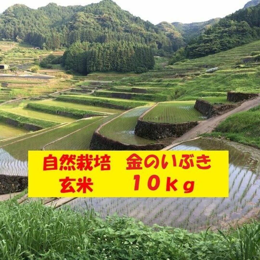 【新米】自然栽培「金のいぶき」玄米　１０ｋｇ玄米内容量