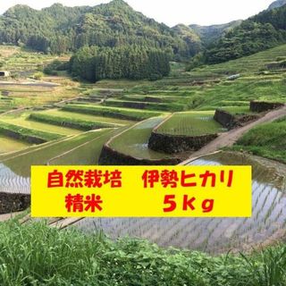 【新米】自然栽培「伊勢ヒカリ」精米　５ｋｇ(米/穀物)