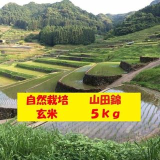 【新米】自然栽培「山田錦」玄米　５ｋｇ(米/穀物)