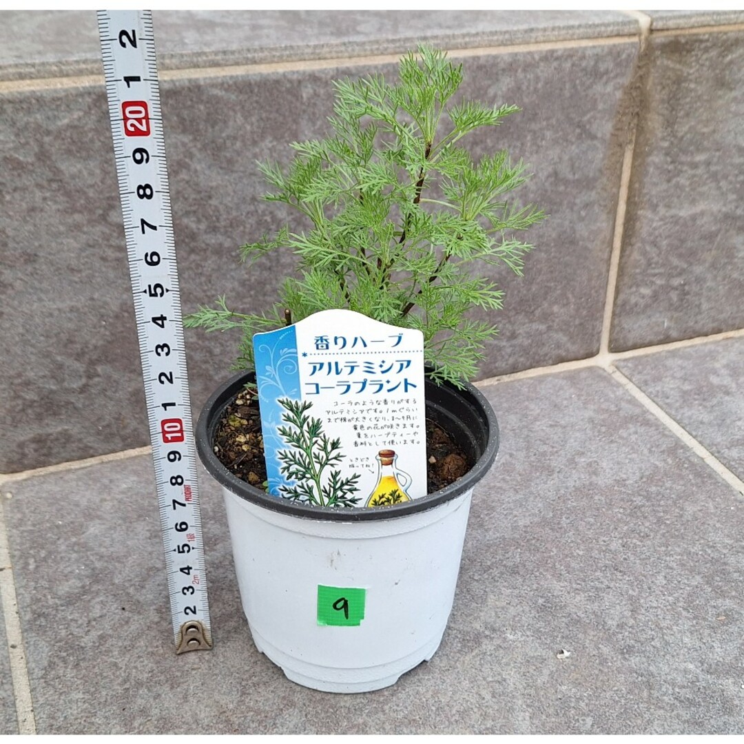 コーラプラント 香りハーブ アルテシミア 元苗 コカコーラ コーラプラント 香りハーブ アルテシミア 元苗 コカコーラ