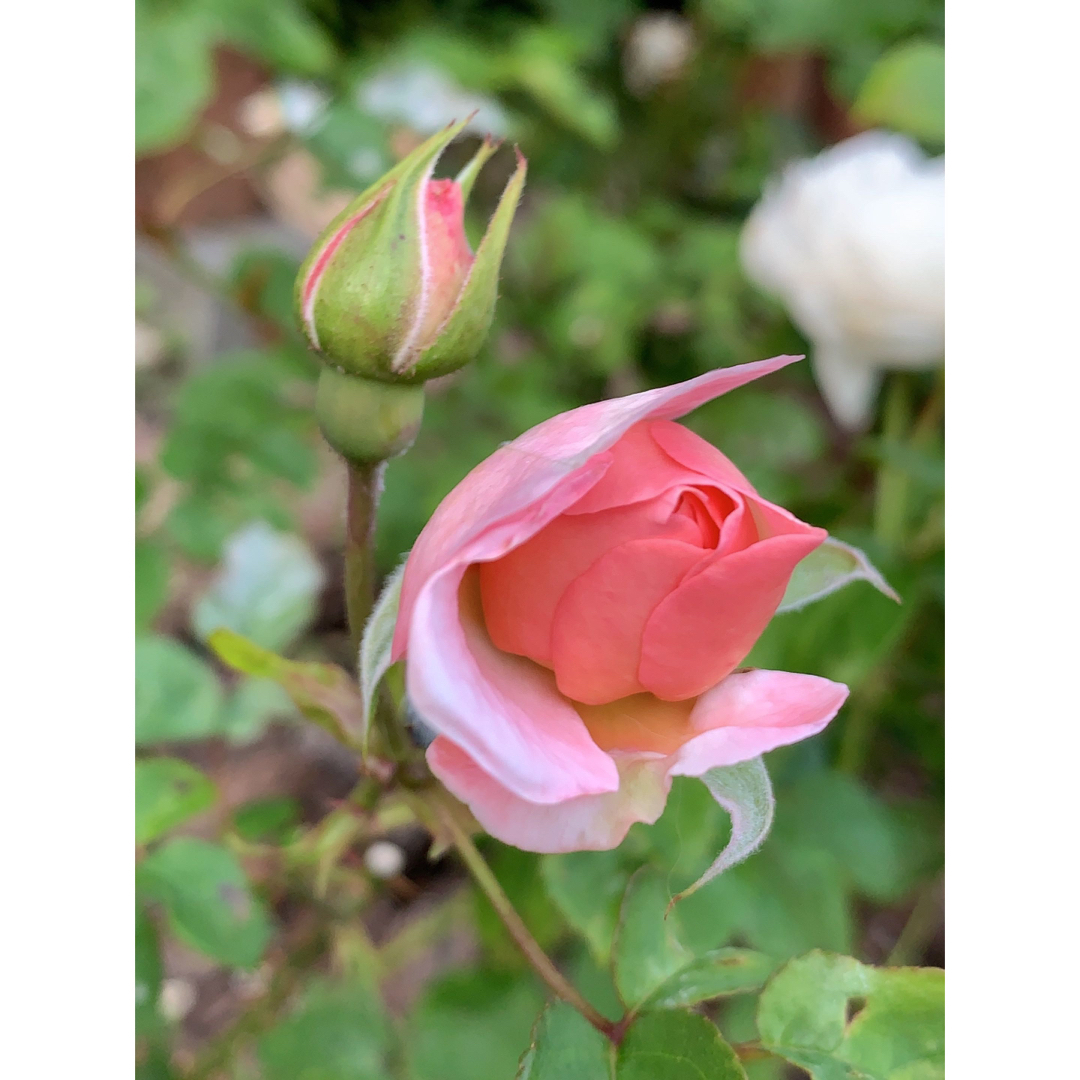 レア バラ 苗 - 植物/観葉植物 レア バラ 苗 - 植物/観葉植物