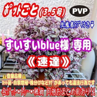 《速達》【ポットごと】カリシア ロザート 多肉植物 紅葉プレステラ プラ鉢(その他)