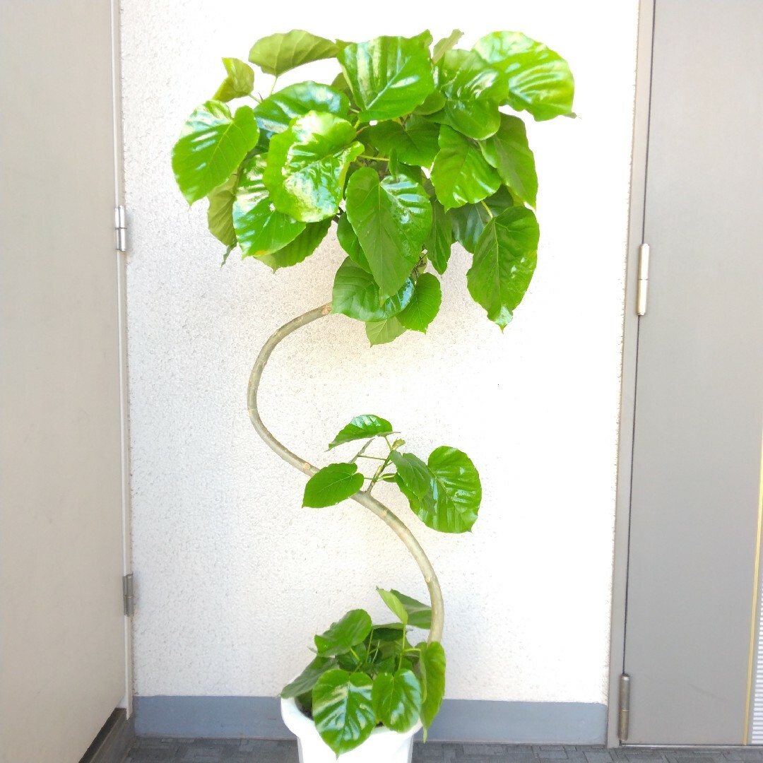 フィカスウンベラータ曲がり‼️観葉植物❗高さ130◎❗樹形綺麗!小さめ
