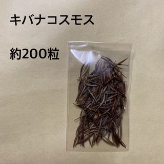 キバナコスモス　種　約200粒　花色　オレンジ　種子(その他)