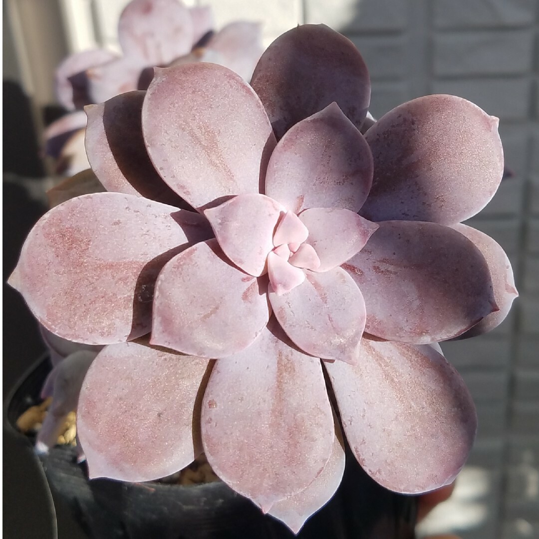 ペンタンドラム　大~小８個　耐寒性　紫　ピンク　多肉植物 その他のその他(その他)の商品写真