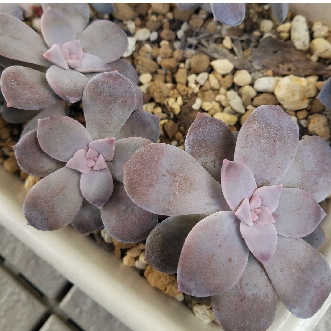 ペンタンドラム　大~小８個　耐寒性　紫　ピンク　多肉植物 その他のその他(その他)の商品写真