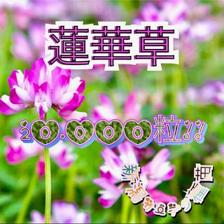 蓮華草の種(その他)