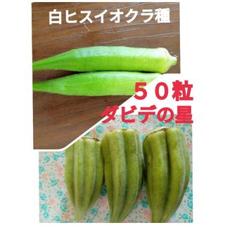 2種類のオクラ種(野菜)