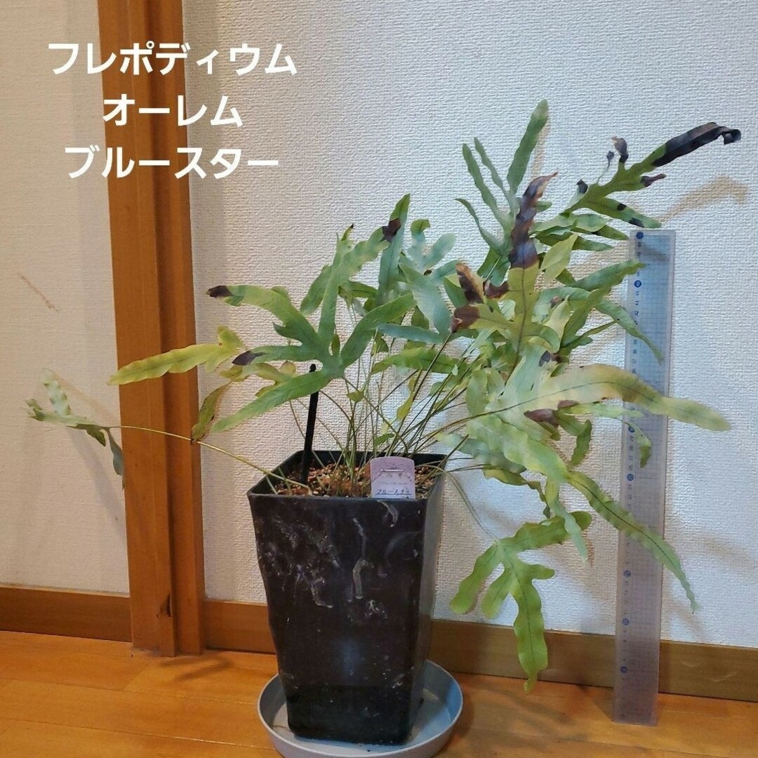 フレボディウム オーレム ブルースター スクエア鉢シダ植物