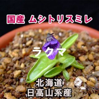 【国産】 ムシトリスミレ 種子 15粒 北海道 日高山系産 食虫植物 高山植物(その他)