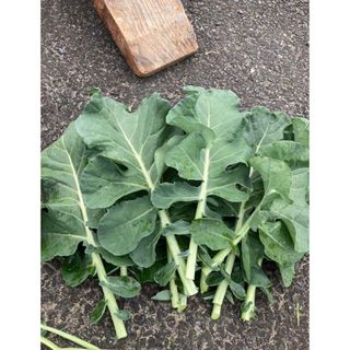 ブロッコリー　葉っぱ　小動物の餌(野菜)