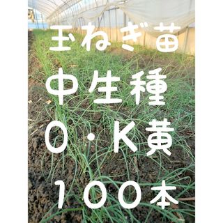 玉ねぎ苗【中生品種、O・K黄100本】(野菜)