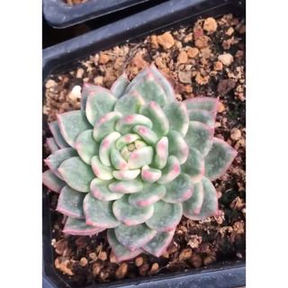 Echeveria red wine錦(その他)