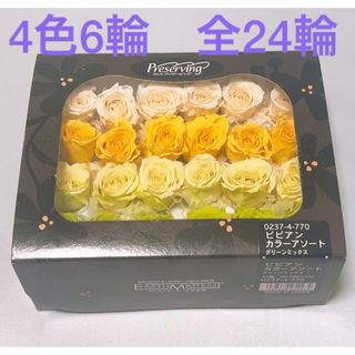 大地農園 - ビビアンカラーアソート　24輪