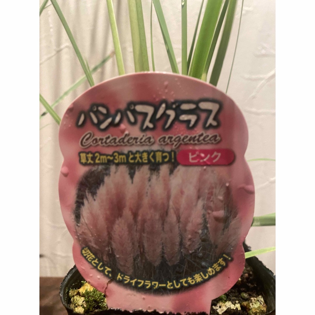 パンパスグラス★ピンク＆ホワイト ハンドメイドのフラワー/ガーデン(ドライフラワー)の商品写真