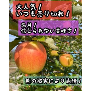 土日限定去年から大人気！名月　林檎　今年は熊の被害の為　高騰！　７〜8キロ(フルーツ)