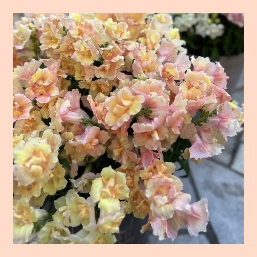 25粒　寄せ植えにも　ドレスのようにフワッと咲く✦金魚草ツィニーmix✦花の種 ハンドメイドのフラワー/ガーデン(その他)の商品写真