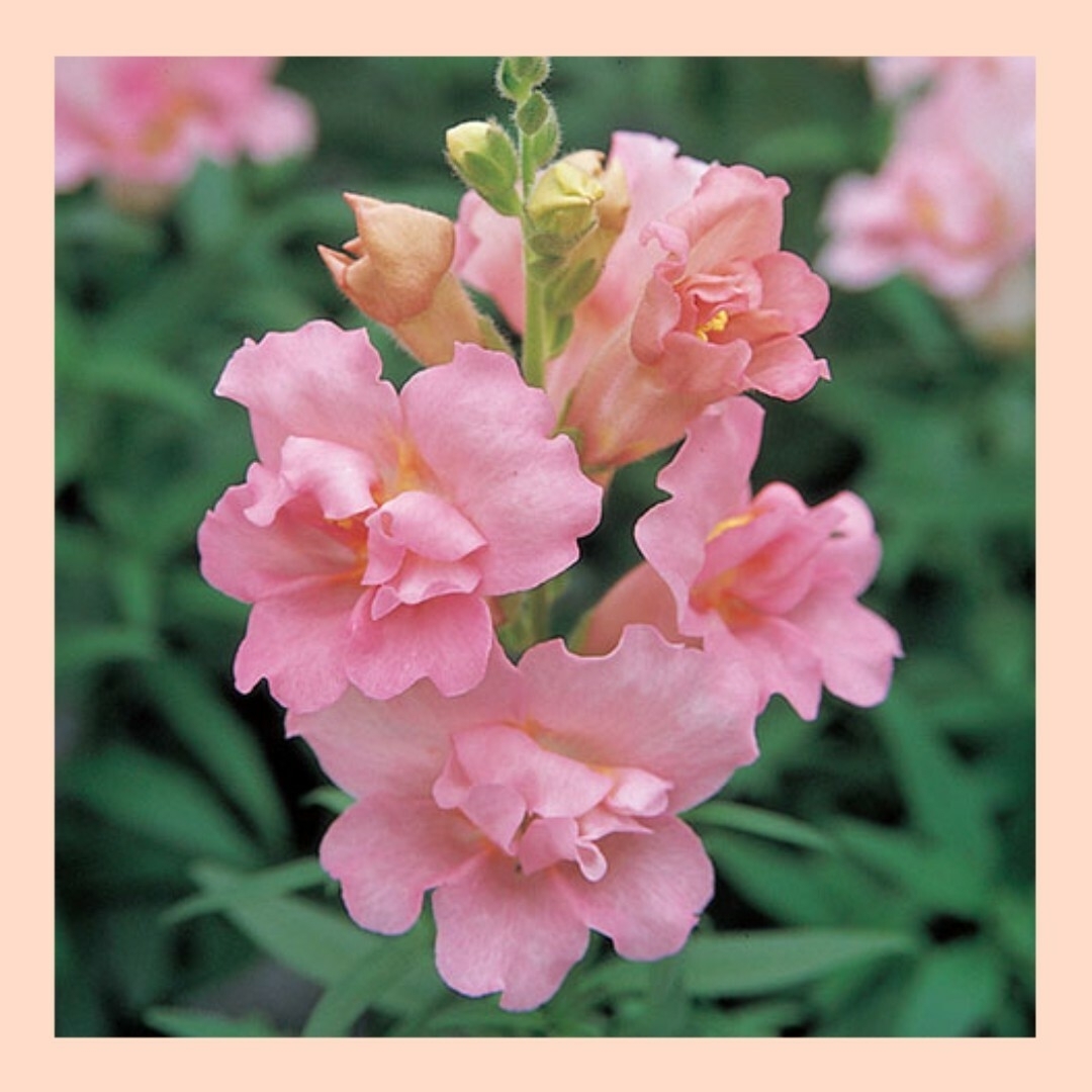 25粒　寄せ植えにも　ドレスのようにフワッと咲く✦金魚草ツィニーmix✦花の種 ハンドメイドのフラワー/ガーデン(その他)の商品写真